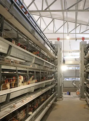 H-type-Battery-Cages