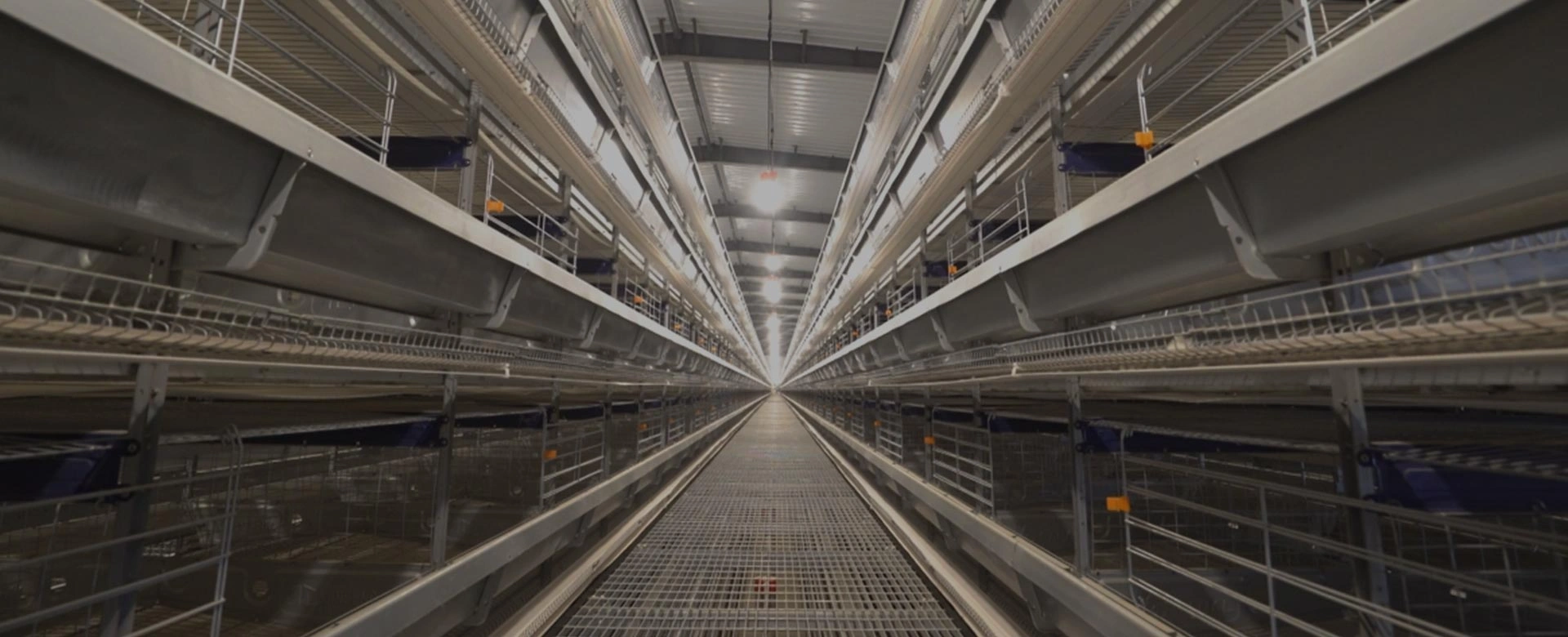 Chicken-Cages-for-Poultry-Farming