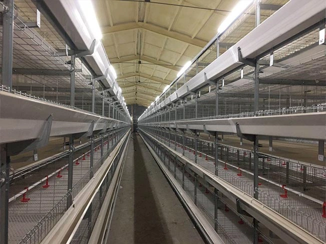 H-Type Broiler Chicken Cages