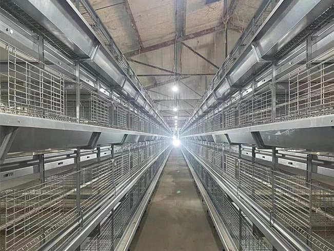 H-Type Pullet Chicken Cages