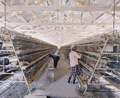 broiler chicken cage system