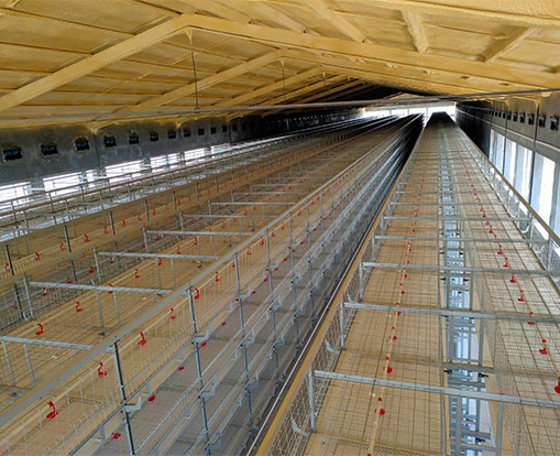 broiler battery chicken system