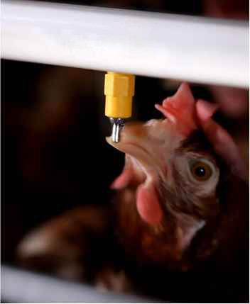 Layer Chicken Cage Automatic Drinking System