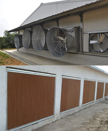 Layer Chicken Cage Enviroment Control System