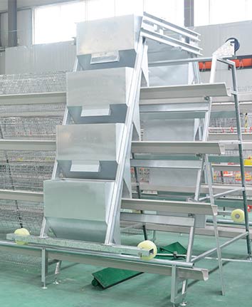 Layer Chicken Cage Automatic Feeding System