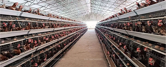 poultry farm layer battery cage system