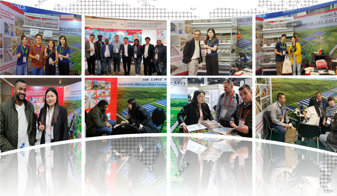 best price chicken layer cage for sale